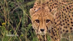 namibia cheetahs inside africa a spc_00003207.jpg