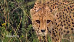 namibia cheetahs inside africa a spc_00003207.jpg