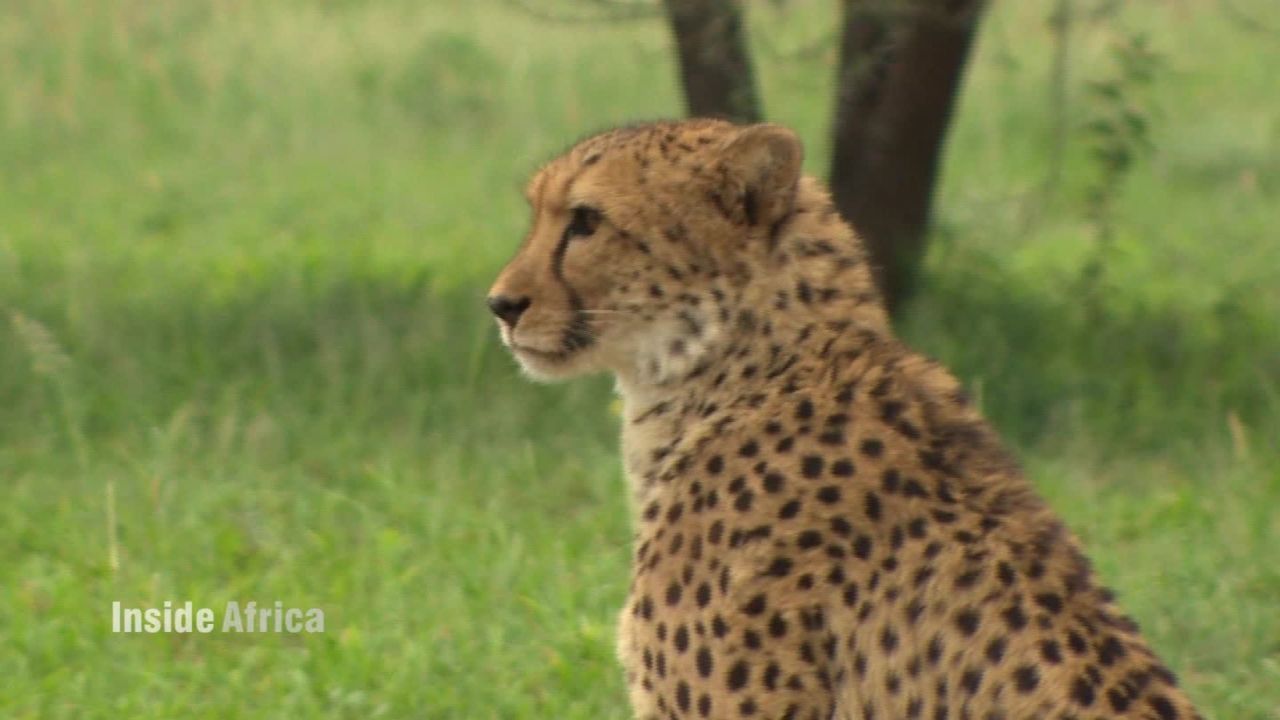 namibia cheetahs inside africa c spc_00042026.jpg