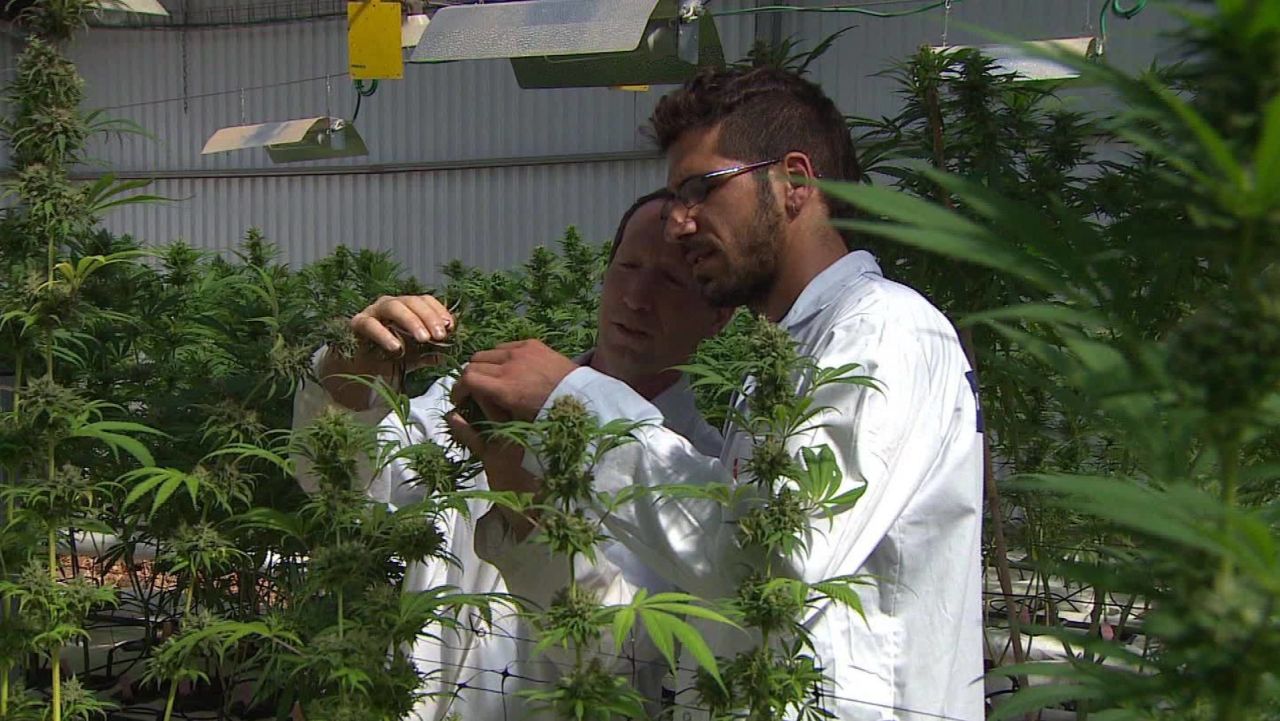 kosher cannabis israel pkg liebermann_00002730.jpg