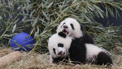 toronto zoo twin giant panda cubs named orig vstop cws_00005429