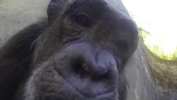 Chimpanzee GoPro 3