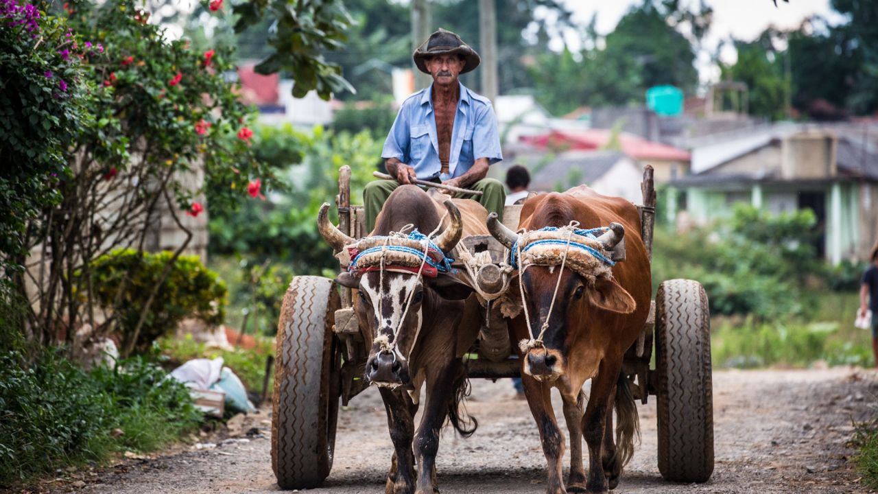 A farmer drives his oxen through the small-town streets of Viñales. Visitors to the countryside see another side of Cuba.