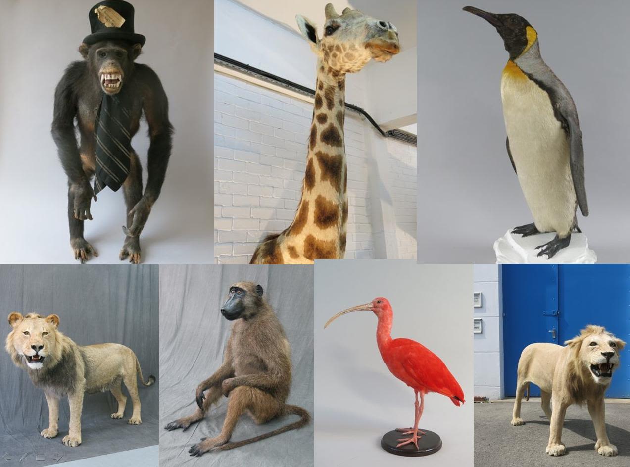 London taxidermy theft includes chimp in top hat | CNN