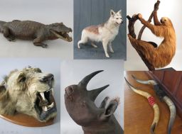 The stolen stuffed animals include a sloth, a rhinoceros and a crocodile.