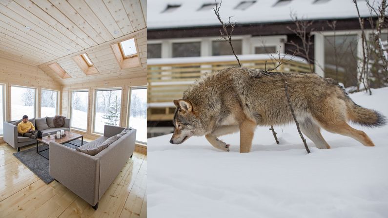 Opened in late 2015 at the Polar Park, Wolf Lodge is the world's first luxury accommodation situated inside an enclosure of wolves. Guests are often treated to a dramatic chorus of nocturnal howling, with the animals frequently approaching the lodge's large glass windows during the day and night. 