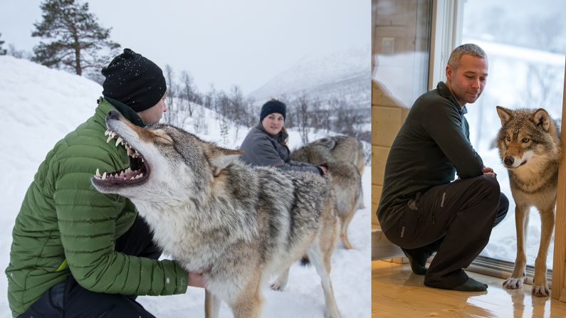 Instrumental in rearing the wolves of Polar Park, Stig Sletten is the sanctuary's animal manager. "There are a lot of negative stereotypes about wolves, both in Norway and across the world," says Sletten. "One of our overriding aims here is to educate both locals and visitors about Arctic animals and the value of preserving Norway's natural heritage. Once they've interacted with the wolves of Polar Park, many of our visitors leave with a different opinion."