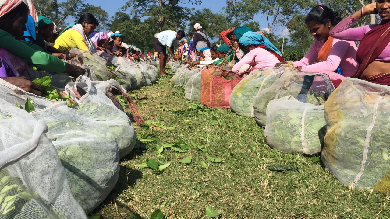 Tea workers earn less than $2 a day but few know how much it product sells for across the world.