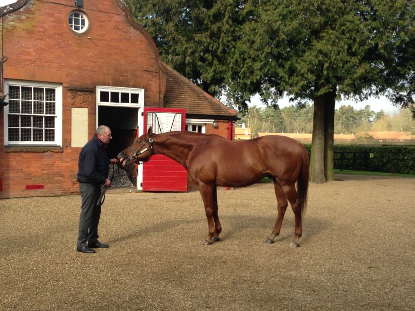 Newmarket has strong connections to Dubai -- this hero stallion Pivotal, stabled at Cheveley Park stud farm, has sired 25 Group One winners, including African Story, the Dubai World Cup winner in 2014. <br />