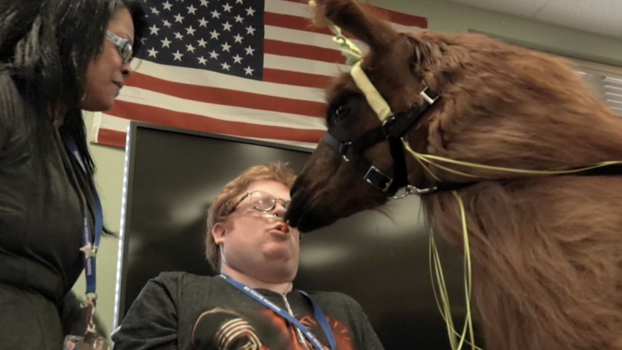 The llama "carrot kiss."