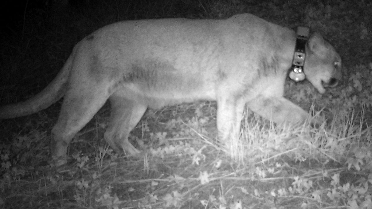 The mountain lion named P-22 was captured on surveillance footage at the Los Angeles Zoo the night that the koala went missing.