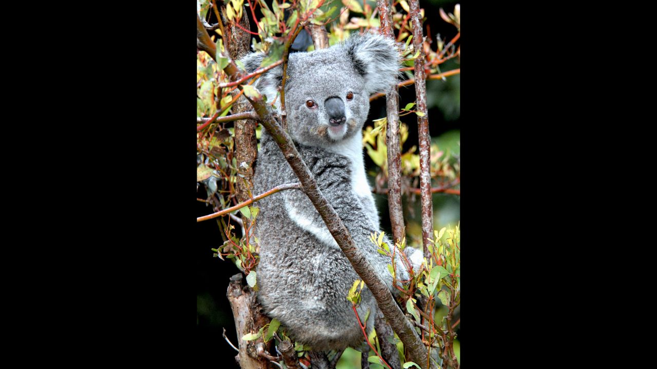 A 14-year-old adult female koala named Killarney was found dead at the Los Angeles Zoo.