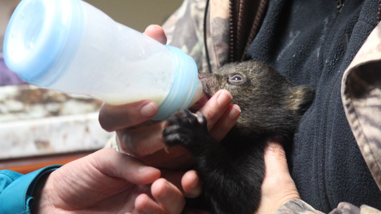 Secretary of Interior Sally Jewell helps feed an orphaned bear cub.