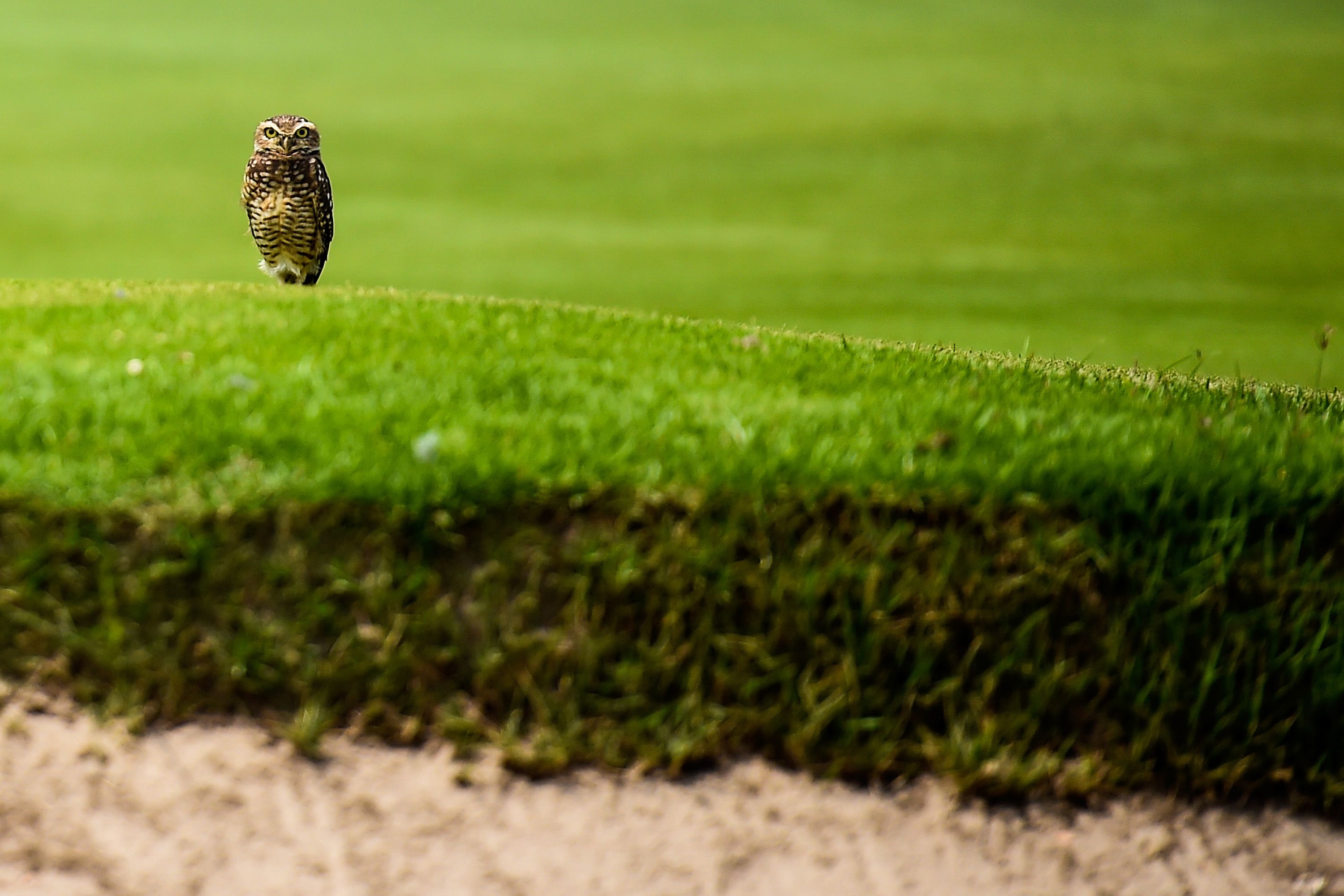 The test event drew plenty of interest ... not least from this owl.