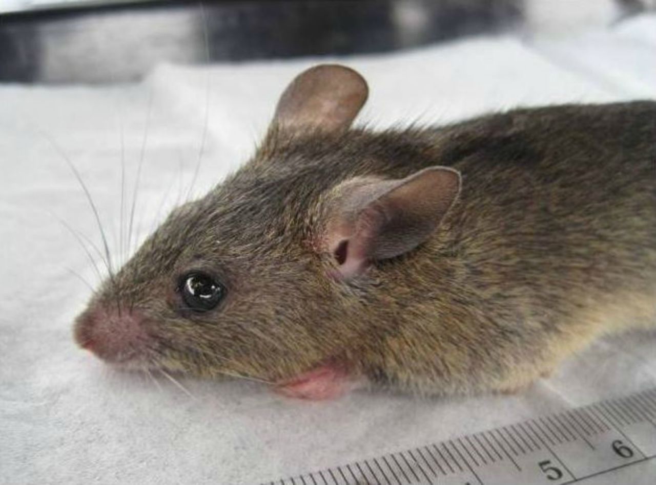 The lassa fever is mainly spread by contact with the "multimammate rat." Human to human transmission is also possible.