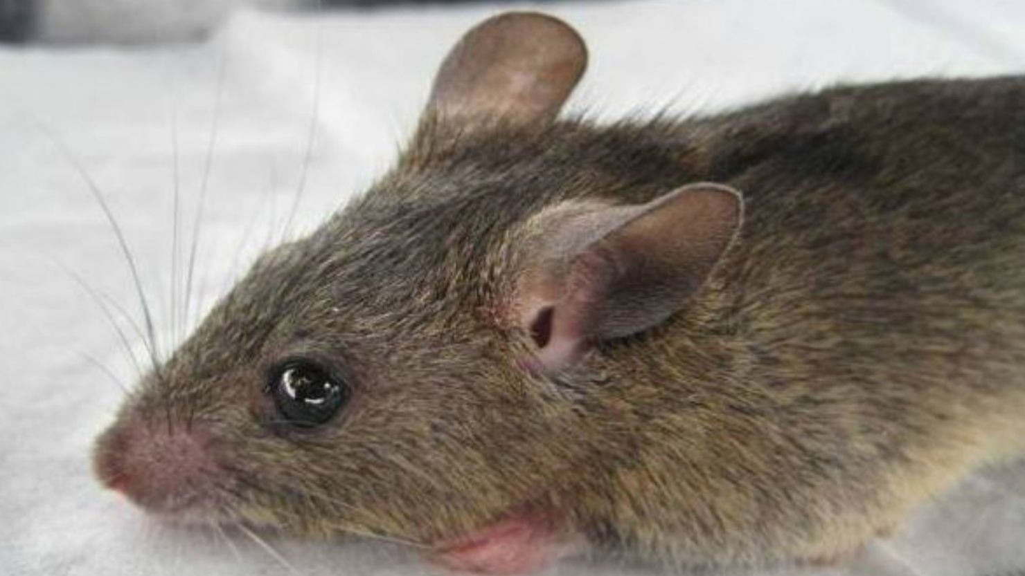 Contact with feces or urine from an infected multimammate rat is the primary way Lassa fever spreads.