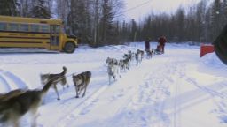 iditarod team dog killed snow machine attack bts_00004017.jpg