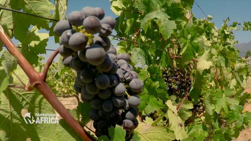 South Africa’s Wine Industry Is Exploring New Markets | CNN