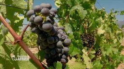 marketplace africa south africa wine industry spc a_00012606.jpg