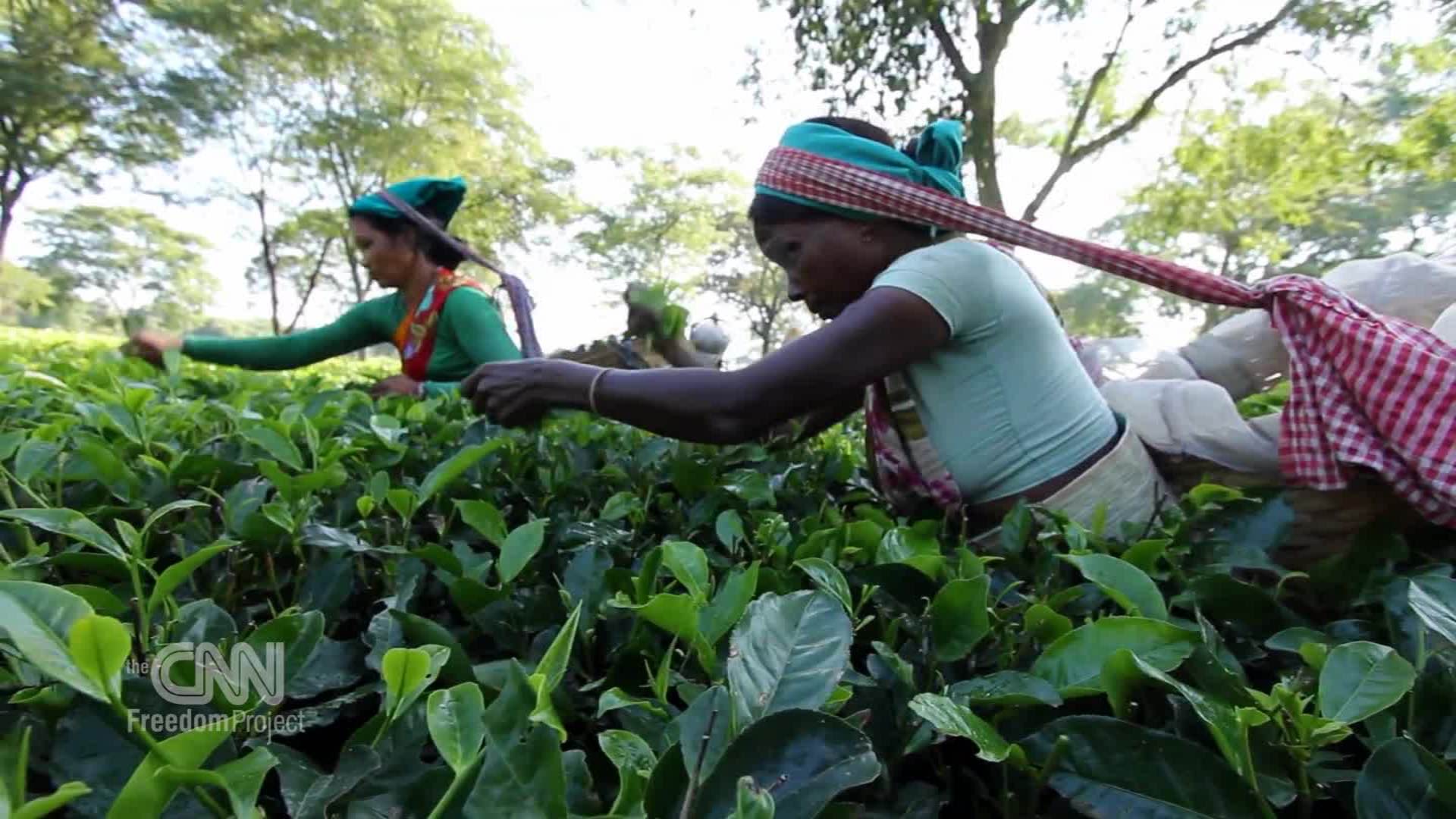 1920px x 1080px - Human trafficking from tea plantations | CNN
