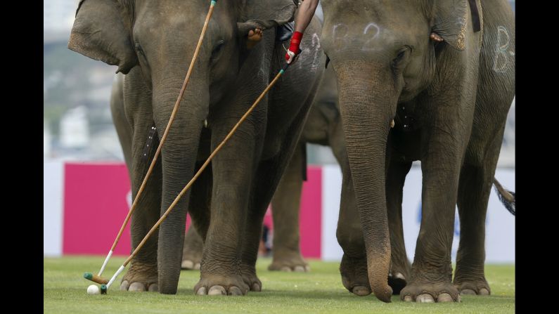 Players take part in an exhibition match during the annual charity King's Cup Elephant Polo Tournament at a riverside resort in Bangkok, Thailand, on Thursday, March 10. 
