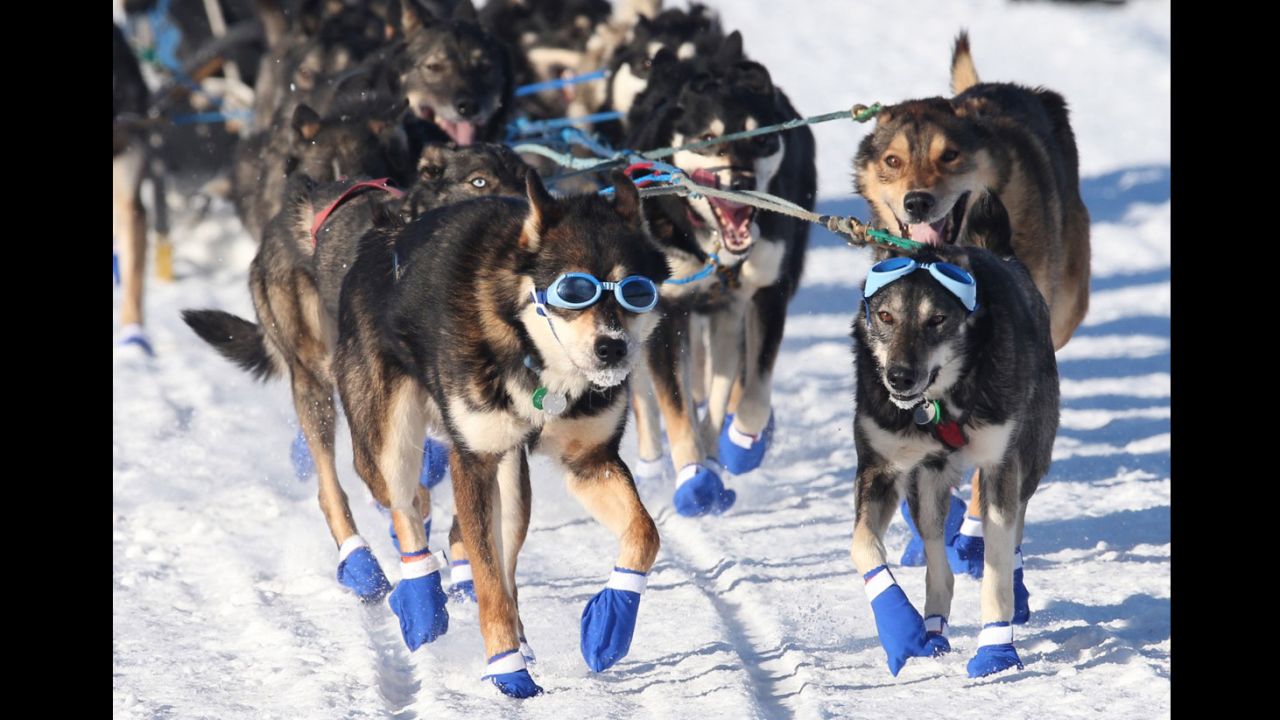 The lead dogs of rookie musher Cody Strathe of Fairbanks make their way through Long Lake, Alaska, during the 44th Iditarod on March 6.  