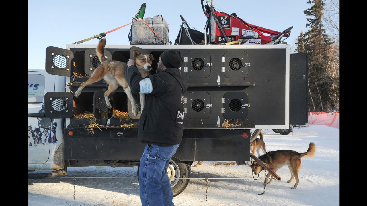 Dog handler Mark Hibma unloads an Aliy Zirkle team dog prior to the start of the race in Willow, Alaska. 