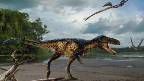 Reconstruction of the new tyrannosaur Timurlengia euotica in its environment 90 million years ago. 