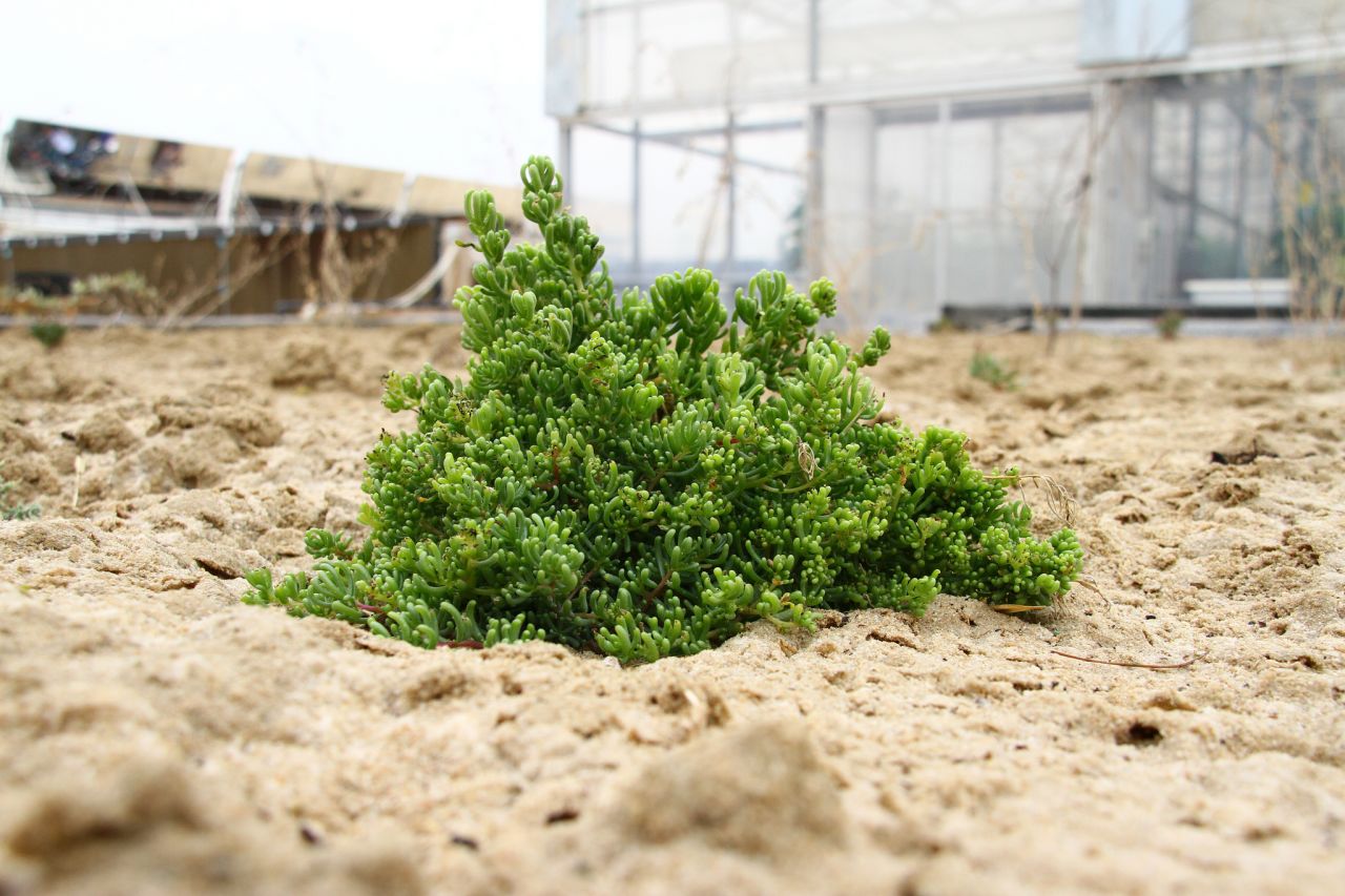 Humidity around greenhouses will be used to spur the regeneration of plant life. In a pilot project in Qatar, re-introduced plant species multiplied rapidly.