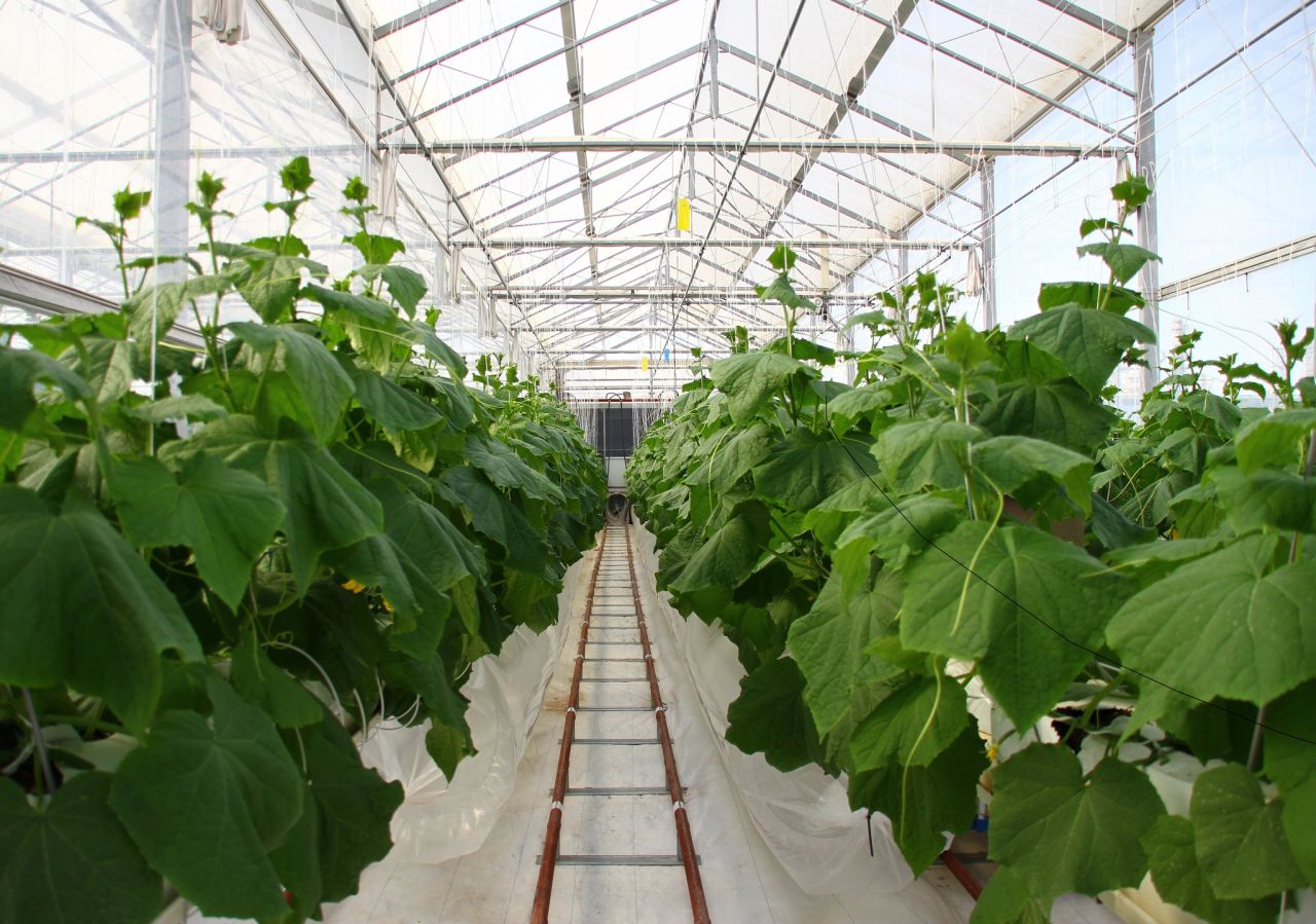 The SFP - a Norwegian social enterprise - will use core technologies that convert abundant resources into scarce ones, such as through the use of seawater to cool greenhouses and allow year-round cultivation of crops, as has been successfully demonstrated with similar techniques in Qatar. 