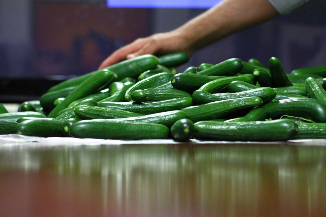 Cucumbers from the Qatar pilot, which delivered similar volume to European farms. 