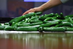 Cucumbers from the Qatar pilot, which delivered similar volume to European farms. 