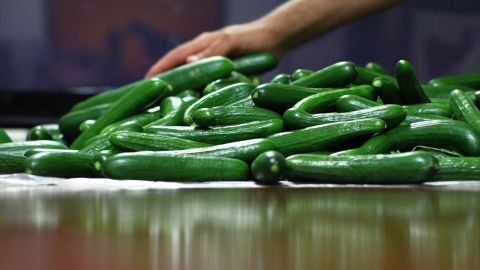 Cucumbers from the Qatar pilot, which delivered similar volume to European farms. 