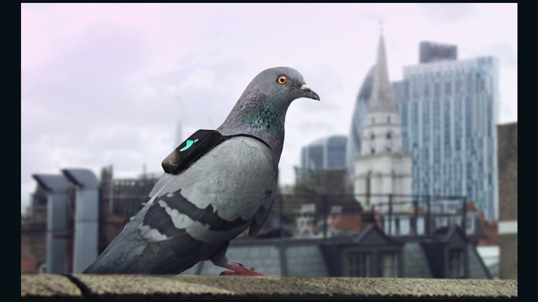 The Pigeon Air Patrol measures nitrogen dioxide in London, which has a high level of air pollution.