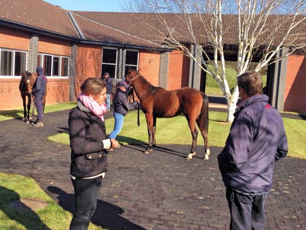 The yearlings are paraded whilst we study the young Frankel filly. 