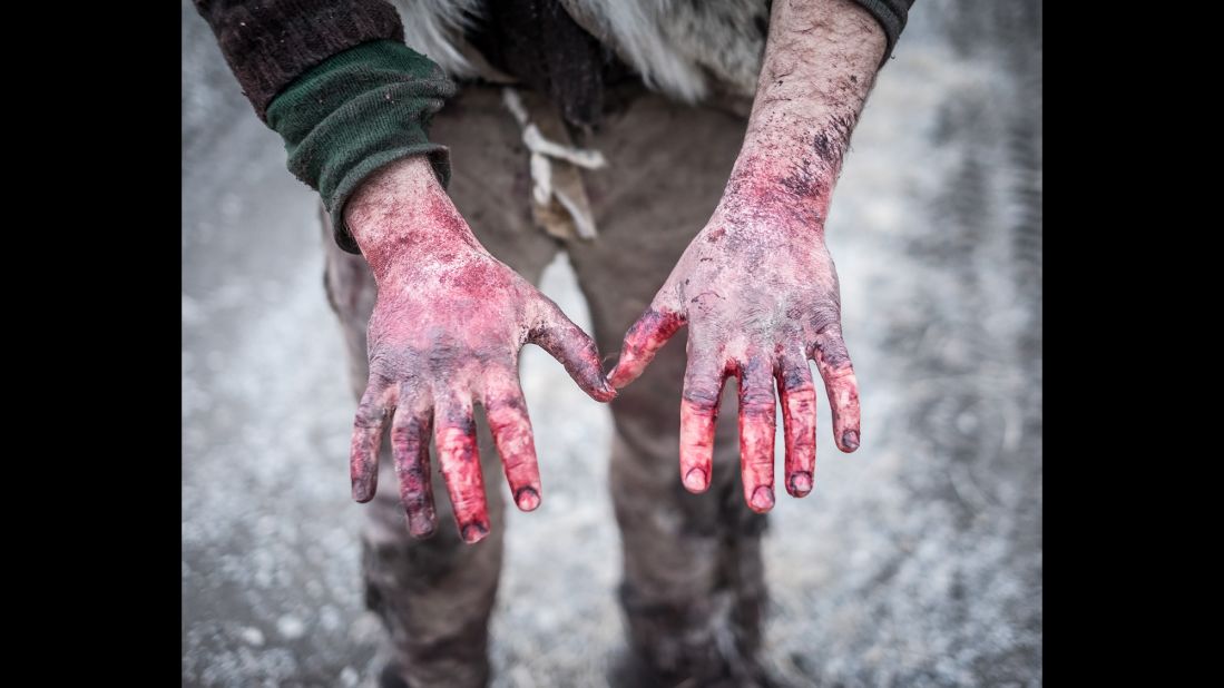 Alex's hands after a day of scavenging buffalo carcasses. The group sustains themselves by scavenging meat from bison carcasses left by hunters.