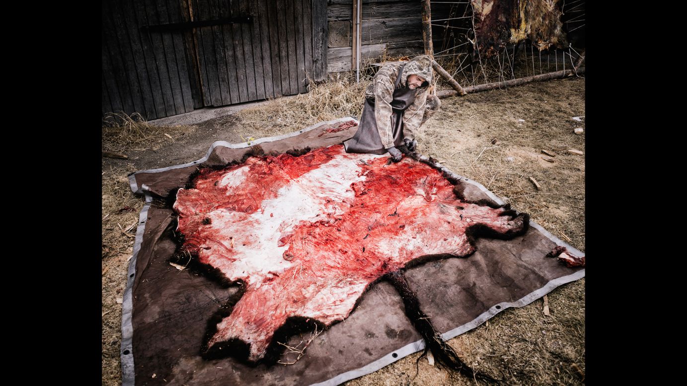Jerry prepares a scavenged buffalo hide for tanning. "On my first night there they served me buffalo liver pate, which was made from livers scavenged from the field and sweet potatoes. I was skeptical, but it was delicious," Hamon said.