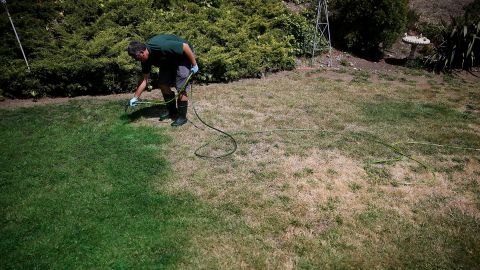 A man applies green paint to a brown lawn in Novato, California, in May.