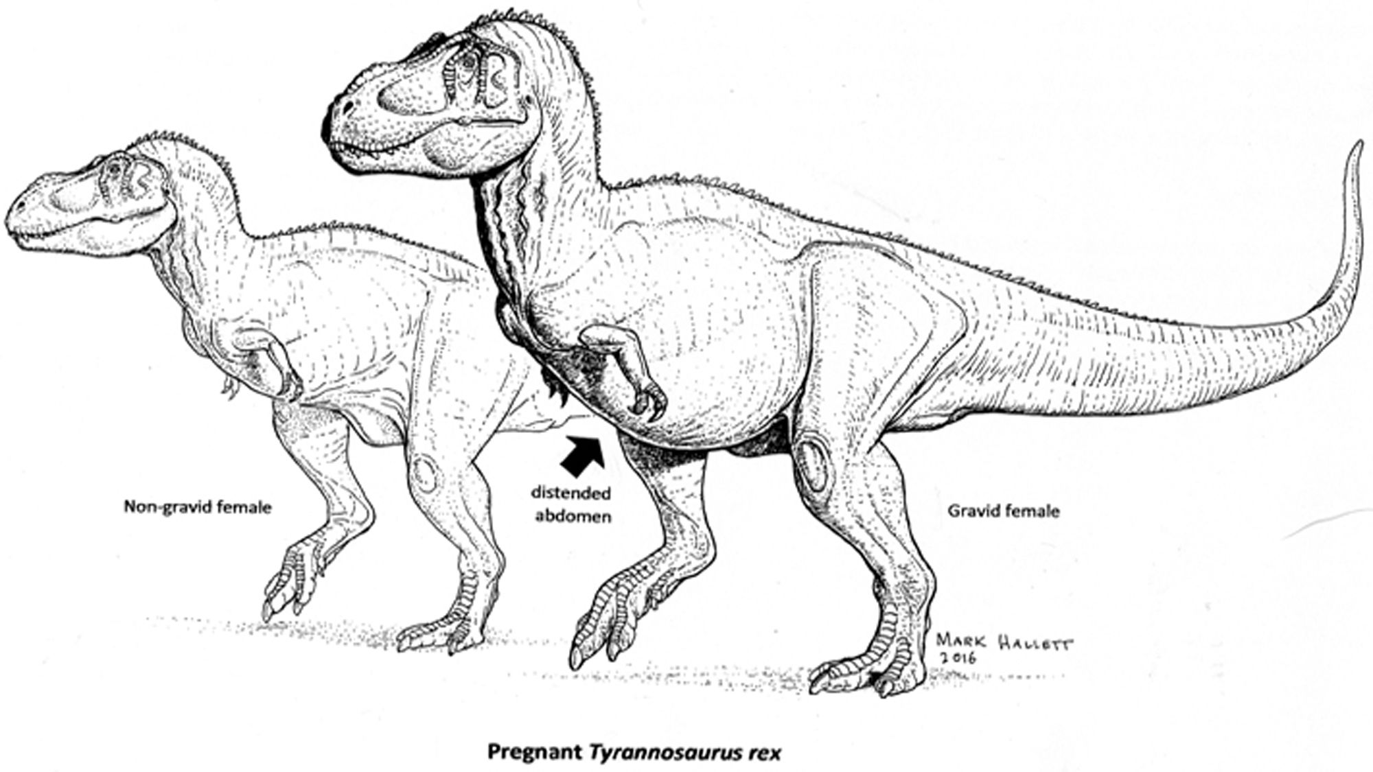 tyrannosaurus rex pictures