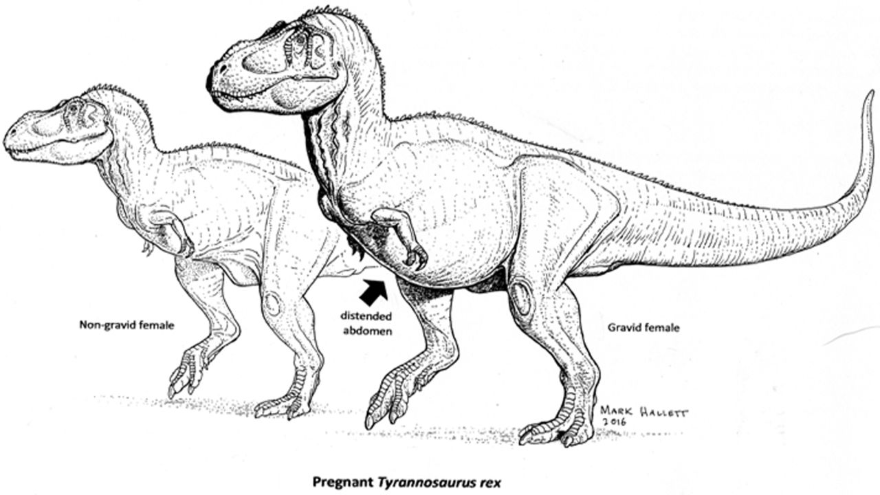 Pregnant T Rex Unearthed Cnn