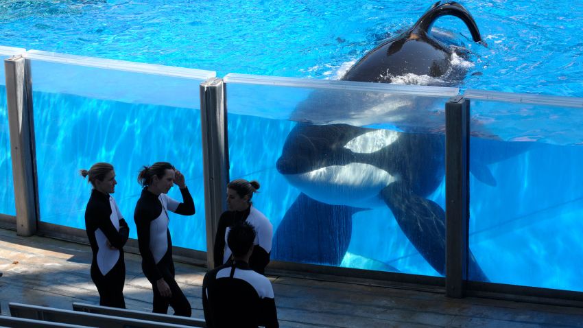 FILE - In this Monday, March 7, 2011, file photo, killer whale Tilikum, right, watches as SeaWorld Orlando trainers take a break during a training session at the theme park's Shamu Stadium in Orlando, Fla. SeaWorld officials say the killer whale responsible for the death of a trainer is very sick.
In a post on the park's blog Tuesday, March 8, 2016, officials say Tilikum appears to have a bacterial infection in his lungs. (AP Photo/Phelan M. Ebenhack, File)