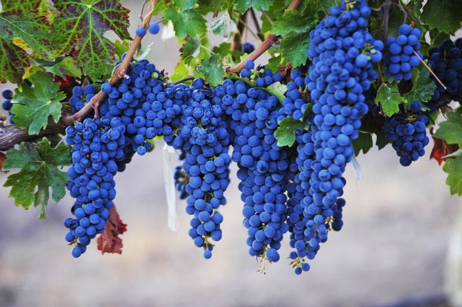 Syrah grapes get their vibrant color from anthocyanins. 