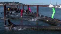 Sea Lion Problem Solver inflatable dancers Oregon pkg_00000000.jpg