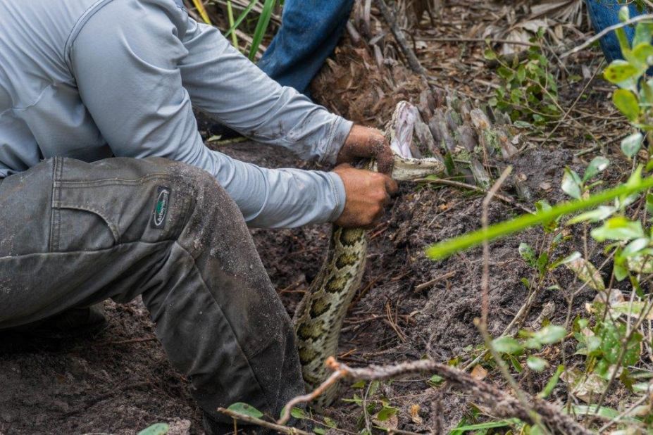 Ian Bartoszek and a team of researchers have been tracking Burmese pythons and have captured more than one ton of pythons over the last three months.