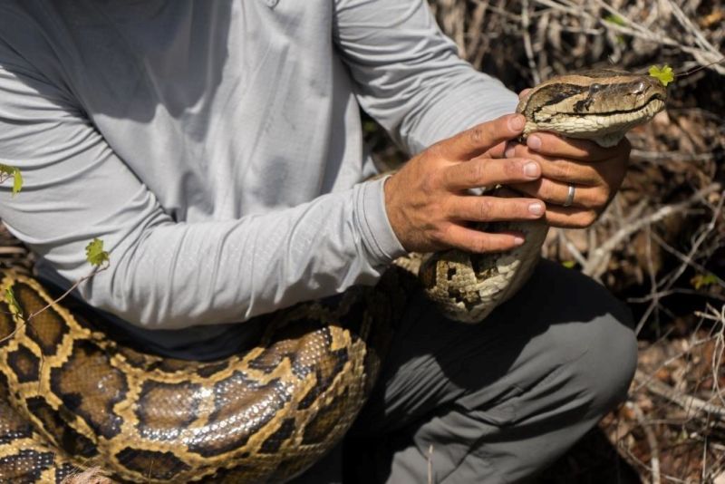 Largest Burmese Python Captured In Florida | CNN