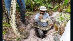 Ian Bartoszek, Conservancy of Southwest Florida biologist and a team of researchers have been tracking Burmese pythons captured more than one ton of pythons over the last three months in Southwest Florida.