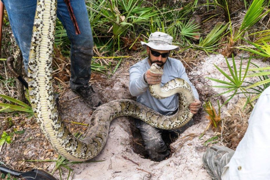 Florida researchers found the largest male python on state record. It measured 16 feet and weighed over 140 pounds.