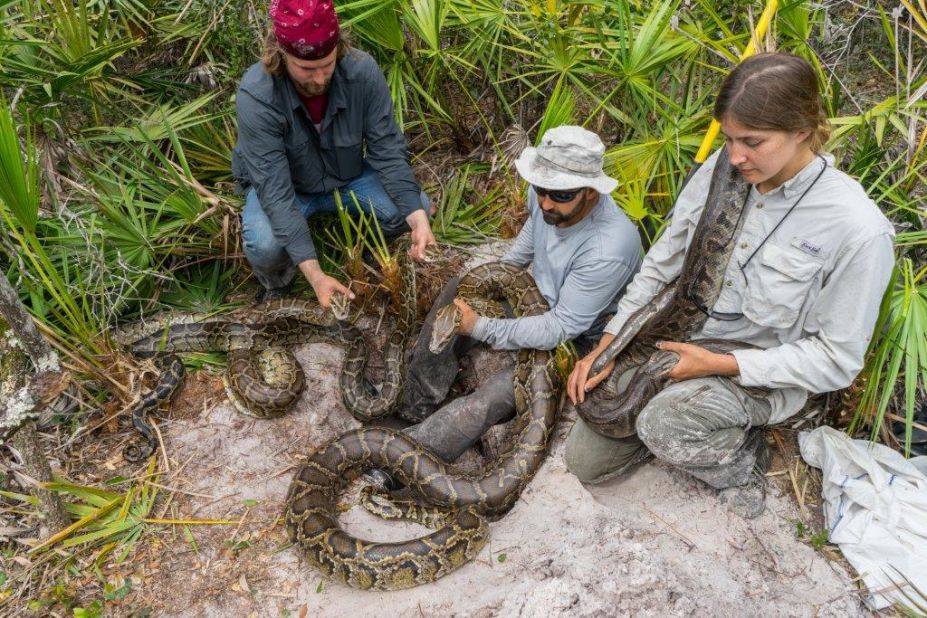 Scientists and volunteers at the Conservancy of Southwest Florida tagged several pythons with a radio tracker in order to determine the location of hidden pythons. 
