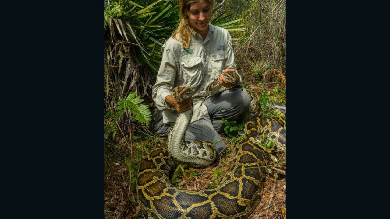 Conservationists in Florida sometimes use radio telemetry to track Burmese pythons.  