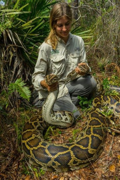 The use of radio telemetry to track Burmese pythons is leading researchers to more pythons and allowing them to gain a better understanding of their movement patterns.